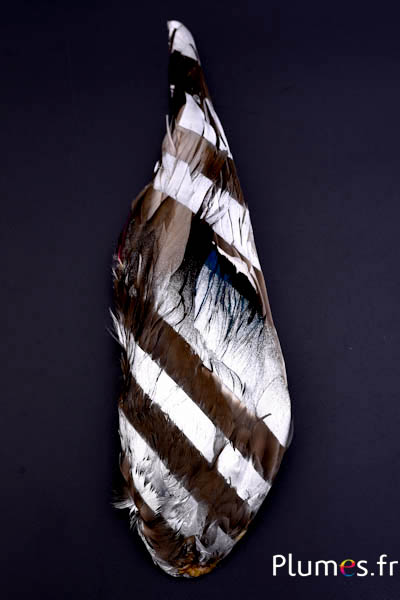 Aile canard - 7 x 26-28 cm - naturel-argenté